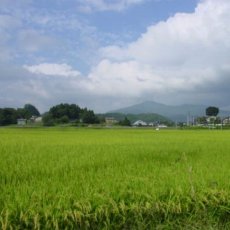 画像12: 【玄米】【令和7年産】みのりの詩チヨニシキ30kg（生産者出荷時の30kg紙袋）　●送料無料(北海道・九州・沖縄を除く) (12)