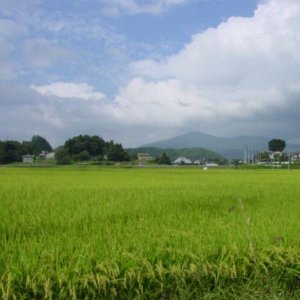 画像12: 【無洗米】令和7年産福島県産・特選会津コシヒカリ5Kg ●送料無料(北海道・九州・沖縄を除く)