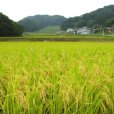 画像14: 【玄米】福島県【令和5年産】匠の米「田村ひとめぼれ」30kg（5kg×6袋）[石抜き処理済]　●送料無料(北海道・九州・沖縄を除く)