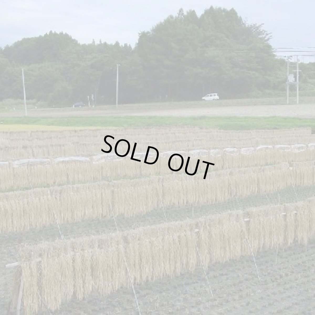 画像15: 【玄米】【令和7年産】福島県会津産ひとめぼれ30kg（生産者出荷時の30kg紙袋）　●送料無料(北海道・九州・沖縄を除く) (15)