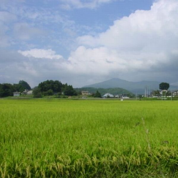 画像11: 令和7年産・福島県田村産 天のつぶ20kg(5kg×4袋) ●送料無料(北海道・九州・沖縄を除く) (11)