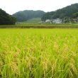 画像14: ☆高級化粧箱入り☆ これぞ理想のお米！『銀米工房』5kg【令和6年産】　●送料無料(北海道・九州・沖縄を除く) (14)