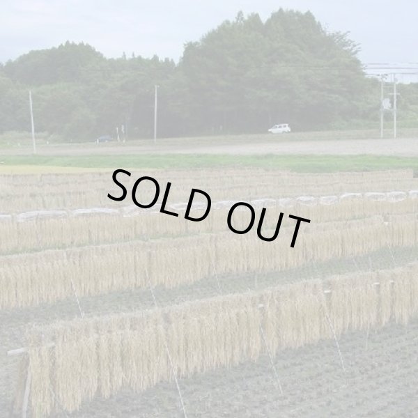 画像15: 【玄米】令和7年産福島県産・会津コシヒカリ15kg（5kg×3袋）[石抜き処理済]　●送料無料(北海道・九州・沖縄を除く) (15)