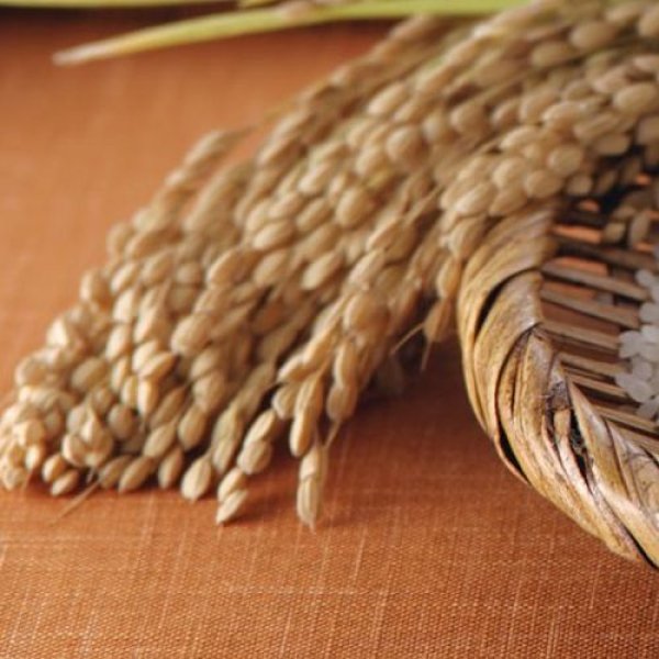 画像13: 令和7年産・福島県田村産 天のつぶ20kg(5kg×4袋) ●送料無料(北海道・九州・沖縄を除く) (13)